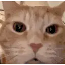 Общество Крутышик😁😘